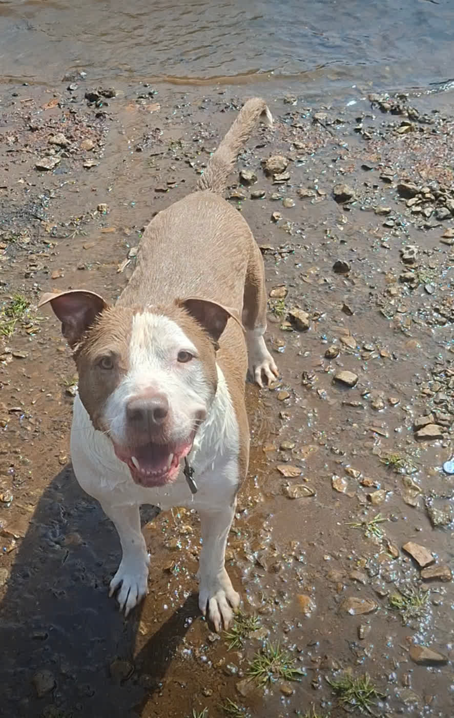 Aries the pit bull standing in a shallow creek, soaking wet and grinning