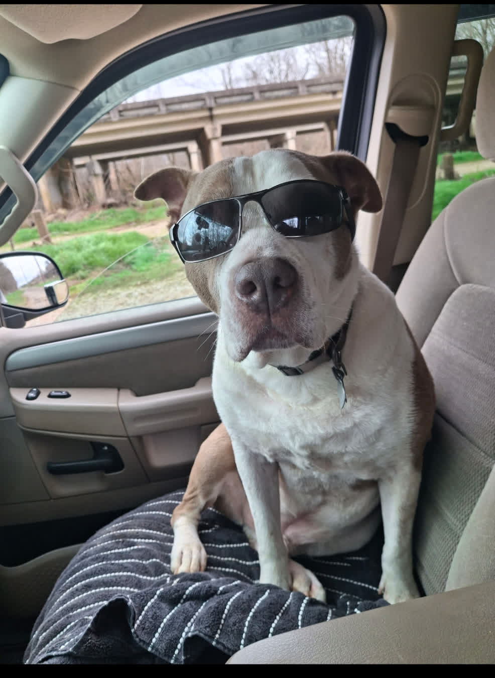 Aries the pit bull sitting in a truck seat wearing black sunglasses