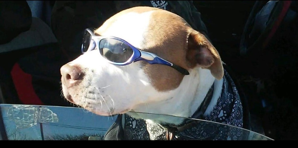 Aries the pit bull in blue wraparound sunglasses and a bandana